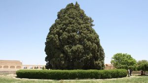 cyprès d'Abarqu, Yazd