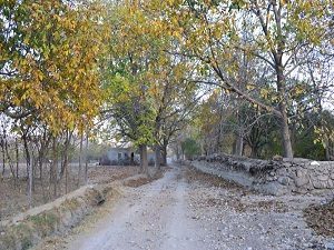 Bavanat
