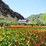Le jardin des tulipes de Gachsar