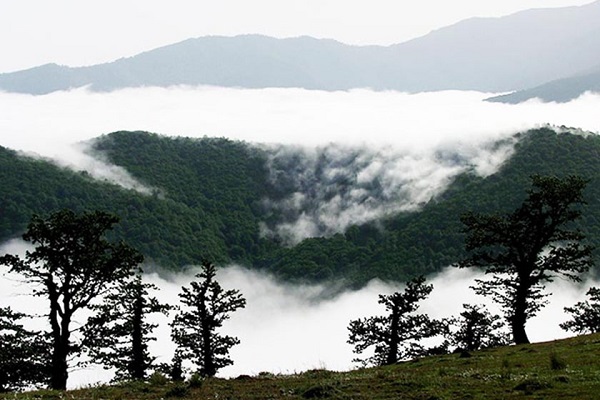 Forêt de nuages