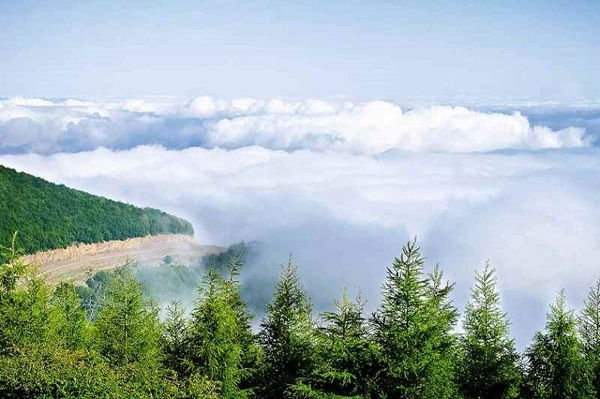 forêt de nuages