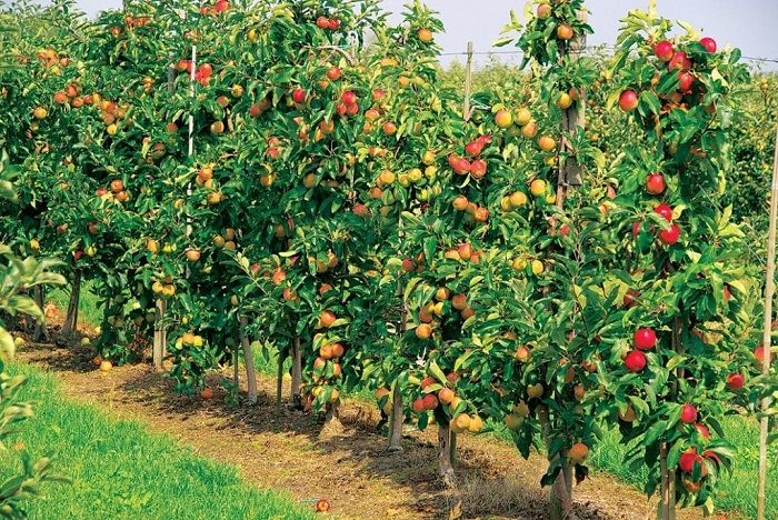 Fruits Iran