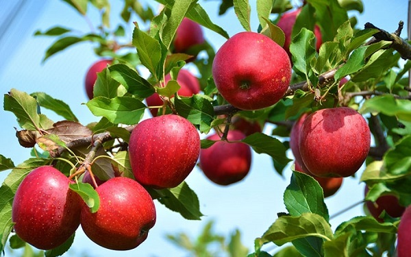 Pommes Damavand
