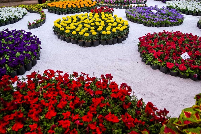 Jardin de fleur Mahallat