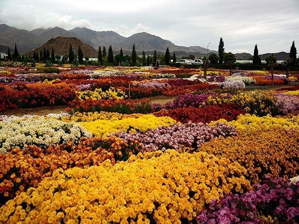 Jardin de fleur Mahallat