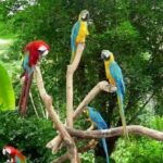 Jardin des oiseaux Ispahan
